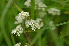 Galium labradoricum