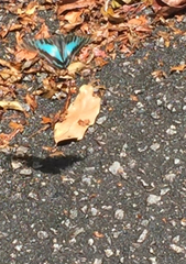 Graphium bathycles bathycloides