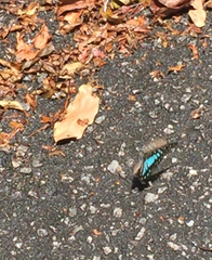 Graphium bathycles bathycloides