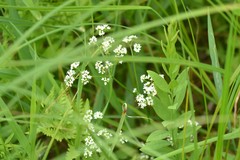 Galium labradoricum
