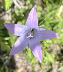 Campanula patula