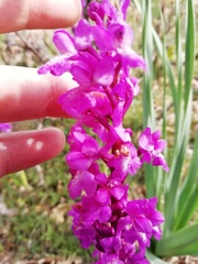 Orchis mascula laxifloriformis