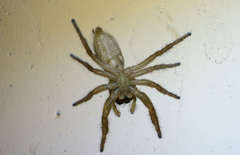 Phidippus cardinalis