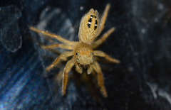 Phidippus cardinalis