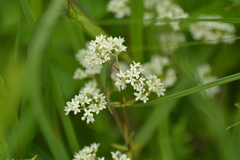 Galium labradoricum