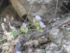 Monardella linoides