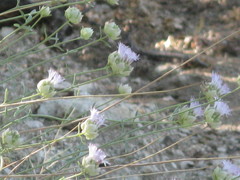 Monardella linoides