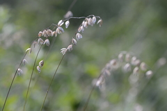 Melica nutans