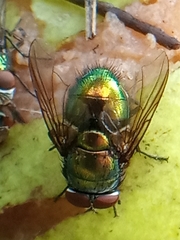 Lucilia