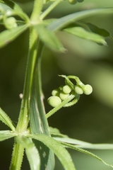 Galium tricornutum