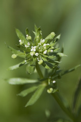 Galium tricornutum