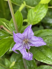 Ruellia purshiana