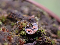Illosporium carneum