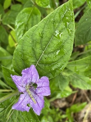Ruellia purshiana