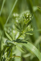 Galium tricornutum