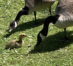 Branta canadensis