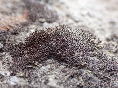 Didymodon nevadensis