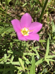 Sabatia campestris