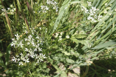 Bifora radians