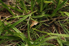 Petrophora subaequaria