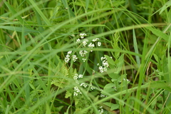 Galium labradoricum