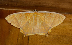 Thinopteryx crocoptera