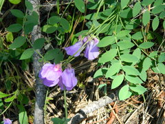 Lathyrus pauciflorus