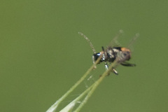 Cryptocephalus moraei