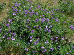 Lathyrus pauciflorus