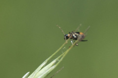 Cryptocephalus moraei