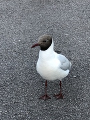 Chroicocephalus ridibundus