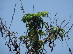 Piptadenia obliqua