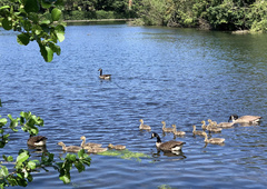Branta canadensis