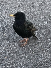 Sturnus vulgaris