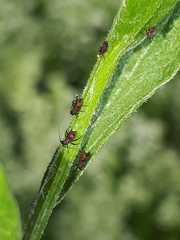 Uroleucon jaceae