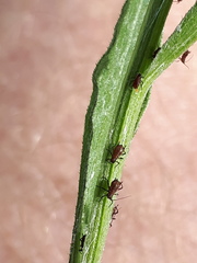 Uroleucon jaceae