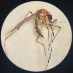 Aedes excrucians