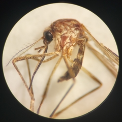 Aedes excrucians