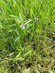 Orbexilum pedunculatum