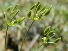 Lomatium rollinsii