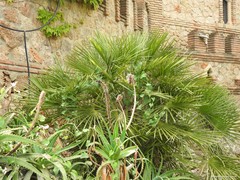Chamaerops humilis