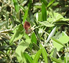 Aristolochia baetica