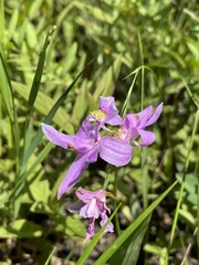 Calopogon oklahomensis