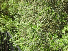 Aristolochia baetica