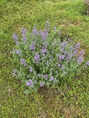 Nepeta × faassenii