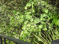 Aristolochia baetica