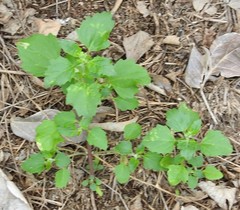 Chenopodium album