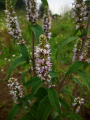 Cunila lythrifolia