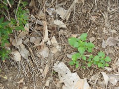 Chenopodium album