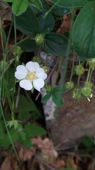 Potentilla montana